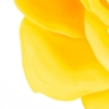 LET FREEDOM BLOOM AGAIN- KEEP TEXAS BEAUTIFUL & FREE - Image 9