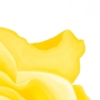 LET FREEDOM BLOOM AGAIN- KEEP TEXAS BEAUTIFUL & FREE - Image 8