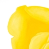 LET FREEDOM BLOOM AGAIN- KEEP TEXAS BEAUTIFUL & FREE - Image 7