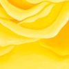 LET FREEDOM BLOOM AGAIN- KEEP TEXAS BEAUTIFUL & FREE - Image 6