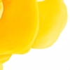 LET FREEDOM BLOOM AGAIN- KEEP TEXAS BEAUTIFUL & FREE - Image 5