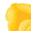 LET FREEDOM BLOOM AGAIN - KEEP TEXAS BEAUTIFUL & FREE - PAPER PRINT - Image 8