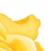 LET FREEDOM BLOOM AGAIN - KEEP TEXAS BEAUTIFUL & FREE - PAPER PRINT - Image 10