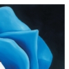 LET FREEDOM BLOOM AGAIN -AMERICAN ROSE- PAPER PRINT - Image 10