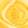 LET FREEDOM BLOOM AGAIN -YELLOW ROSE OF TEXAS - PAPER PRINT - Image 5