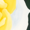 LET FREEDOM BLOOM AGAIN -YELLOW ROSE OF TEXAS - Image 5
