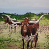 TEXAS FOREVER: COWGIRL